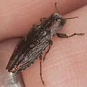 Flatheaded Appletree Borer - photo 3