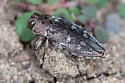 Flatheaded Appletree Borer - photo 4