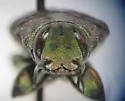 Flatheaded Appletree Borer - photo 5