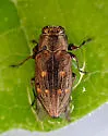 Chrysobothris fiskei - photo 3