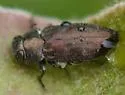 Chrysobothris fragariae - Chrysobothris fragariae