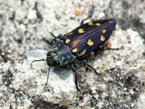 Chrysobothris gemmata - Chrysobothris gemmata