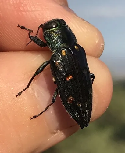 Chrysobothris gemmata - photo 2