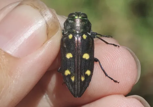 Chrysobothris gemmata - photo 3