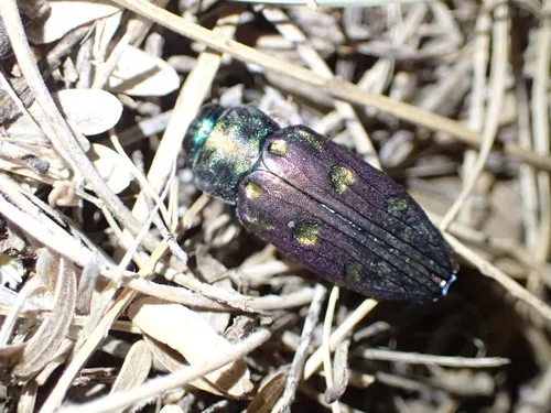 Chrysobothris gemmata - photo 4