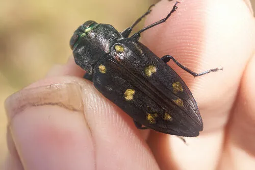 Chrysobothris gemmata - photo 5