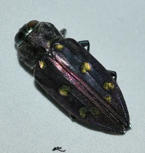 Chrysobothris gemmata - photo 6