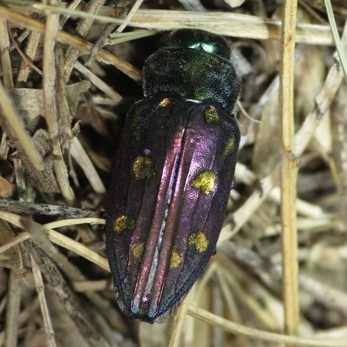 Chrysobothris gemmata - photo 7