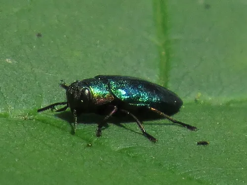 Chrysobothris harrisi - Chrysobothris harrisi