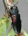 Chrysobothris humilis - photo 2