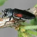 Chrysobothris humilis - photo 3