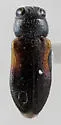 Chrysobothris humilis - photo 4