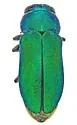 Chrysobothris humilis - photo 5