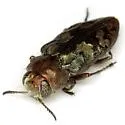 Chrysobothris ignicollis - Chrysobothris ignicollis