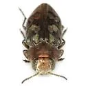 Chrysobothris ignicollis - photo 2