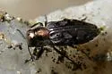 Chrysobothris ignicollis - photo 3
