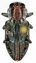 Chrysobothris ignicollis - photo 4