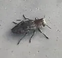 Chrysobothris ignicollis - photo 5