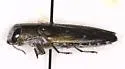 Knull's Chrysobothris - Chrysobothris knulli