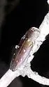 Knull's Chrysobothris - photo 2