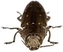 Knull's Chrysobothris - photo 3