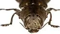 Knull's Chrysobothris - photo 4