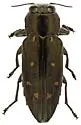 Knull's Chrysobothris - photo 5