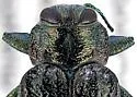 Chrysobothris laricis - photo 2