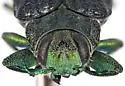 Chrysobothris laricis - photo 4