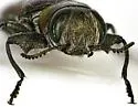 Chrysobothris lateralis - photo 2