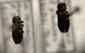 Chrysobothris lateralis - photo 4