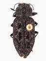 Chrysobothris leechi - Chrysobothris leechi
