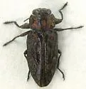 Chrysobothris leechi - photo 2