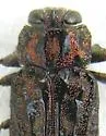 Chrysobothris leechi - photo 3