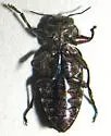Chrysobothris leechi - photo 4