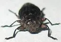 Chrysobothris leechi - photo 5