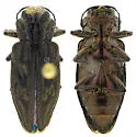 Chrysobothris libonoti - Chrysobothris libonoti