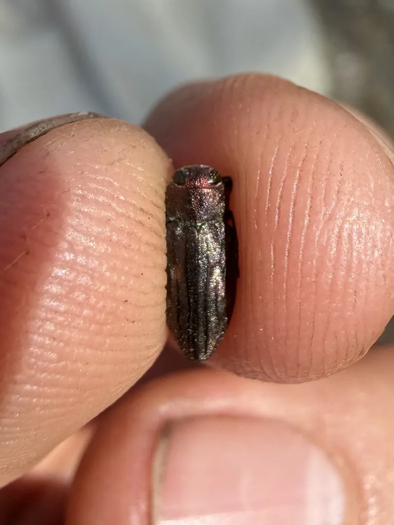 Chrysobothris lineatipennis - photo 2