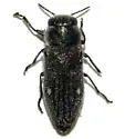 Chrysobothris lixa - Chrysobothris lixa