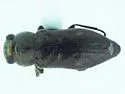 Chrysobothris lixa - photo 2