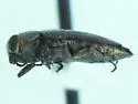 Chrysobothris lixa - photo 3