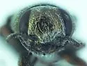 Chrysobothris lixa - photo 4