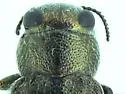 Chrysobothris lixa - photo 5