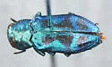 Chrysobothris lucana - Chrysobothris lucana
