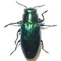 Chrysobothris lucana - photo 2