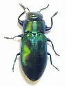 Chrysobothris lucana - photo 3