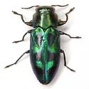 Chrysobothris lucana - photo 4