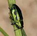 Chrysobothris lucana - photo 5