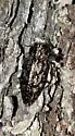 Chrysobothris ludificata - photo 4