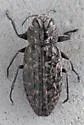 Chrysobothris ludificata - photo 5